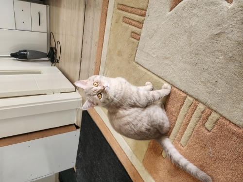 Ücretsiz sahiplendirilecek fotoğraf