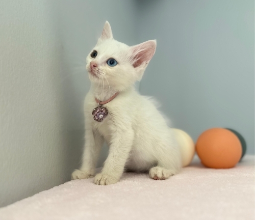 Tofu ve annesi Mia yuva arıyor fotoğraf