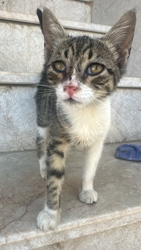 sırnasık sakinm oyuncu fotoğraf