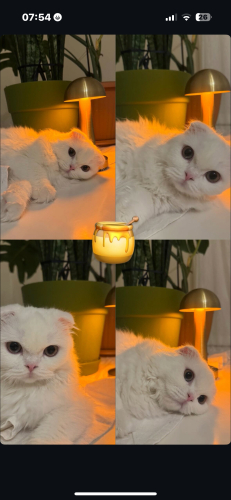 Kaymak kızıma yuva arıyoruz fotoğraf