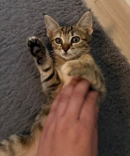 3 aylık çok uysal dişi yavru kedi fotoğraf