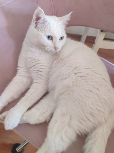 Evdeki diğer kesimle anlasamadigi için sahiplendirme fotoğraf
