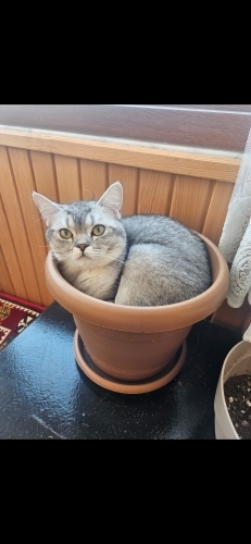 Akıllı Oğlum Boncuk fotoğraf