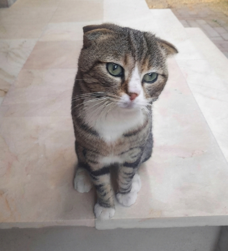 terk edilmiş cins kedi fotoğraf