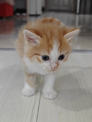 1.5 aylıklar ömürlük yuva arıyoruz fotoğraf
