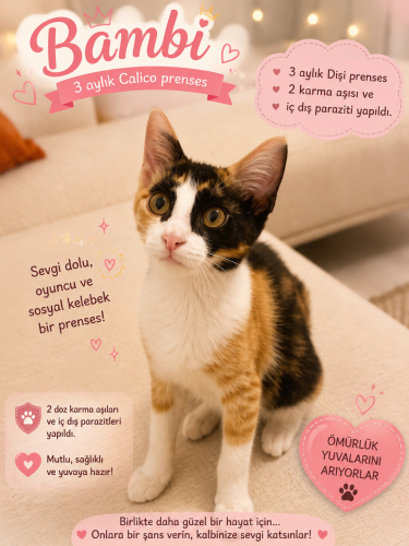 Acil Calico yavruya ömürlük yuva arıyoruz fotoğraf