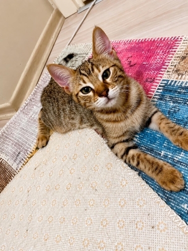 YAVRU TEKİRE ACİL YUVA fotoğraf
