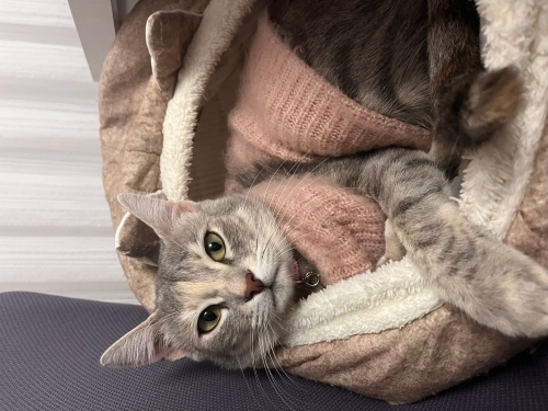 Oyuncu, enerjik sevgi dolu mia 🐈 fotoğraf
