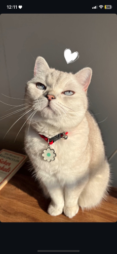 Uysal kedi ücretsiz sahiplendirme fotoğraf
