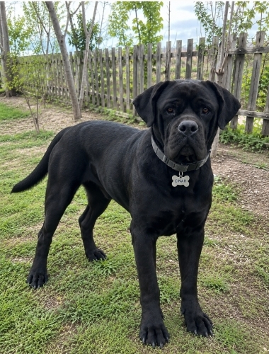 Cane Corso Yuva Arıyor fotoğraf