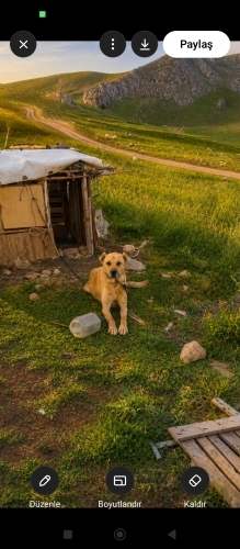 Ömürlük yuvasını arıyor istenmiyor olduğu yerde fotoğraf
