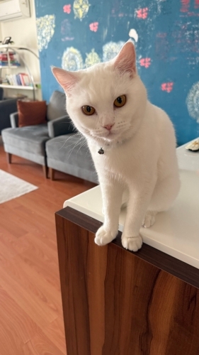 Zeya, sevgi dolu bir yuva arıyor 🤍 fotoğraf