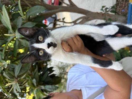 Fotoğraf çekmeye çalışırken purlayıp sizi seven bıyıklı bir bey? 🥸 fotoğraf