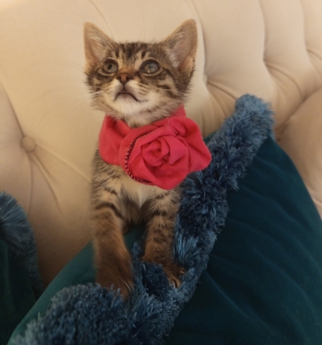 Peynirli Minik Puaca fotoğraf