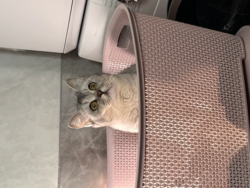 Zorla kendini sevdiren bu arsız kıza yuva arıyoruz fotoğraf