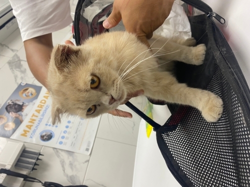 Uysal sevecen sevgi bağımlısı bir kedi fotoğraf