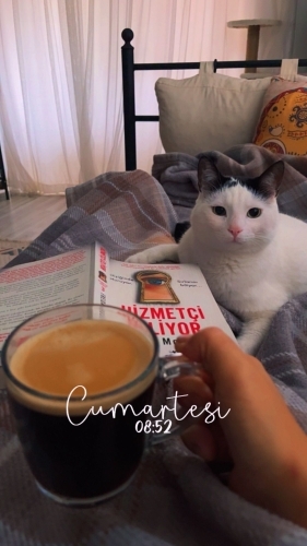 Velet Erkek İnsan delisi Sahibinin yanından ayrılmaz fotoğraf