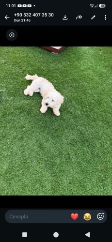 9 aylık terrier kızımıza yuva fotoğraf