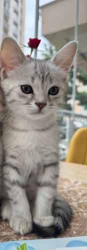 Haydar 2.5 aylık erkek yavru fotoğraf