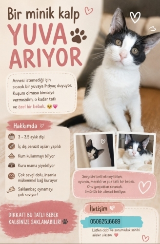 Minik Oreo Sevileceği Ve Doya Doya Saklambaç Oynayabileceği Yuvasını Arıyor Acil fotoğraf