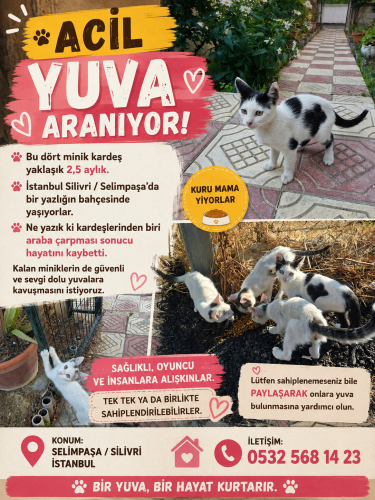 Çarşı ve kardeşleri yuva arıyor fotoğraf