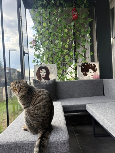 Scotısh fold erkek uysal kısır fotoğraf