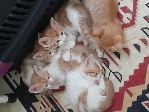 Yavru kedilerimiz yuvalarını arıyor 🫠🥰 fotoğraf