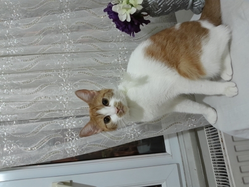 Sevecen evcil, tam bir ev kedisi cam güzeli🫠🥰 fotoğraf