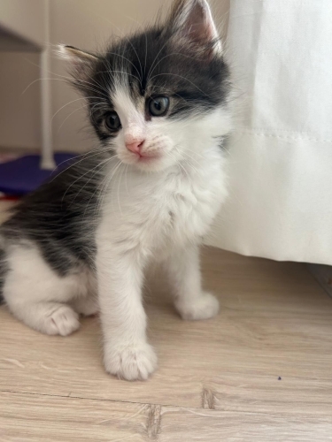 1,5 Aylık Erkek Yavru Kedi Yeni Ailesini Arıyor fotoğraf