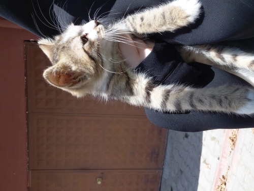 Yuva arayan şirin yavru kedi fotoğraf