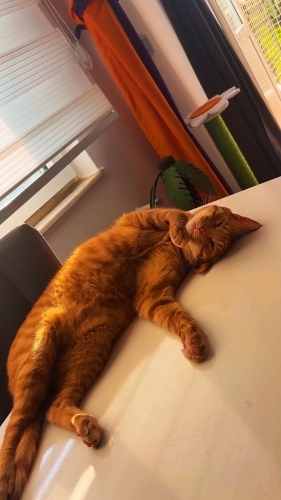 Simba sevimli atik yaramaz hepsi bir yerde fotoğraf