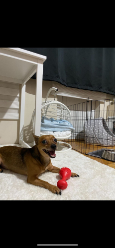 Köpeğimize yuva arıyoruz fotoğraf