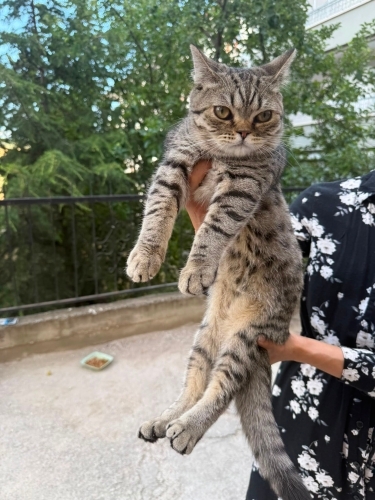 Acil yuva aranıyor fotoğraf