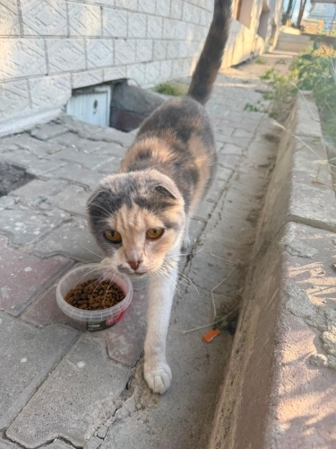 Acil yuva aranıyor sokakta fotoğraf