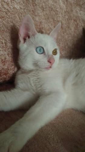 İZMİR SAHİBİ KANSER HASTASI fotoğraf