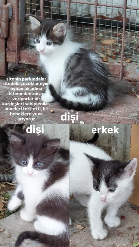 anneleri terk etti yuva arayan 3 kardeş fotoğraf