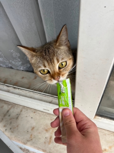 Sahipleri taşınırken sokağı terk etmiş fotoğraf