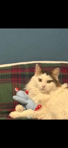 Oyuncu ve çok sevimli fotoğraf