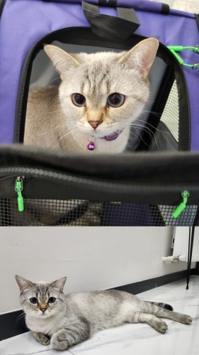 Çok Uysal British Shorthair Linda'ya Özel Durumumuz Sebebiyle Acil Yuva 🐾 fotoğraf