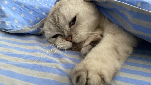 Scottish fold 2 yaşında fotoğraf
