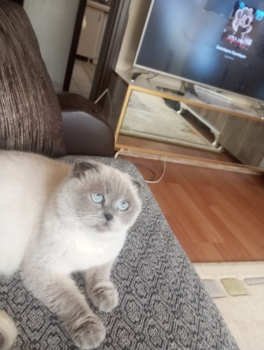 Acil ÜCRETSİZ sahiplendirme fotoğraf