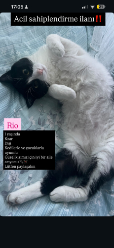 Rio ‘ ya acil yuva aranıyor fotoğraf