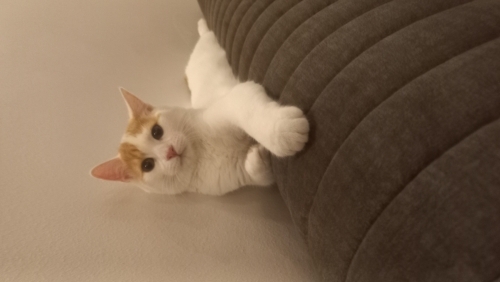 Bingoya yuva ariyoruz fotoğraf