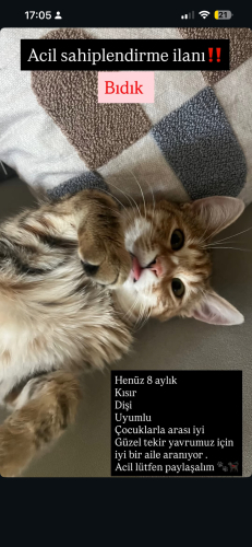 Bıdık için yuva arıyorum fotoğraf
