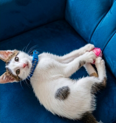 Miço yuva arıyor fotoğraf