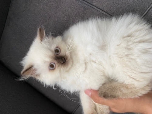 4 aylık oğlumuzu yeni ev arıyoruz fotoğraf