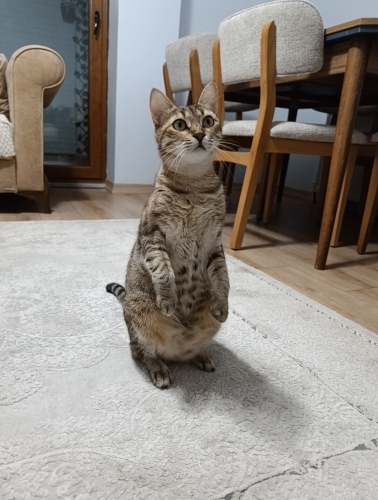 Mia için kalıcı yuva arıyoruz fotoğraf