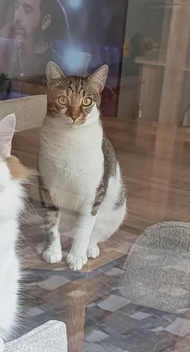 Kalıcı yuva arıyoruz fotoğraf