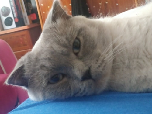 Kendi kedilerimle anlaşamadığı için ücretsiz sahiplendirme fotoğraf