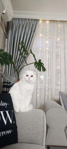 Ücretsiz sahiplendirme fotoğraf